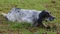 Setter Anglais HENZO DES SAGNES DES MILLE SOURCES Setter Anglais HENZO DES SAGNES DES MILLE SOURCES